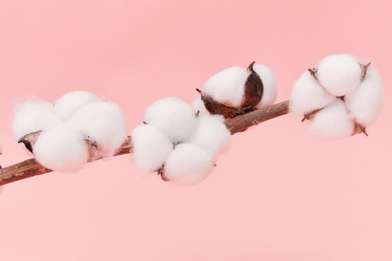 Generosidad réplica ejemplo Diferencia entre algodón orgánico y convencional
